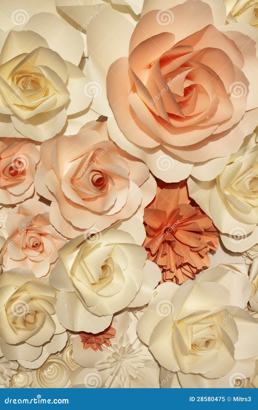 White and orange roses stock image. Image of frame, paper 28580475