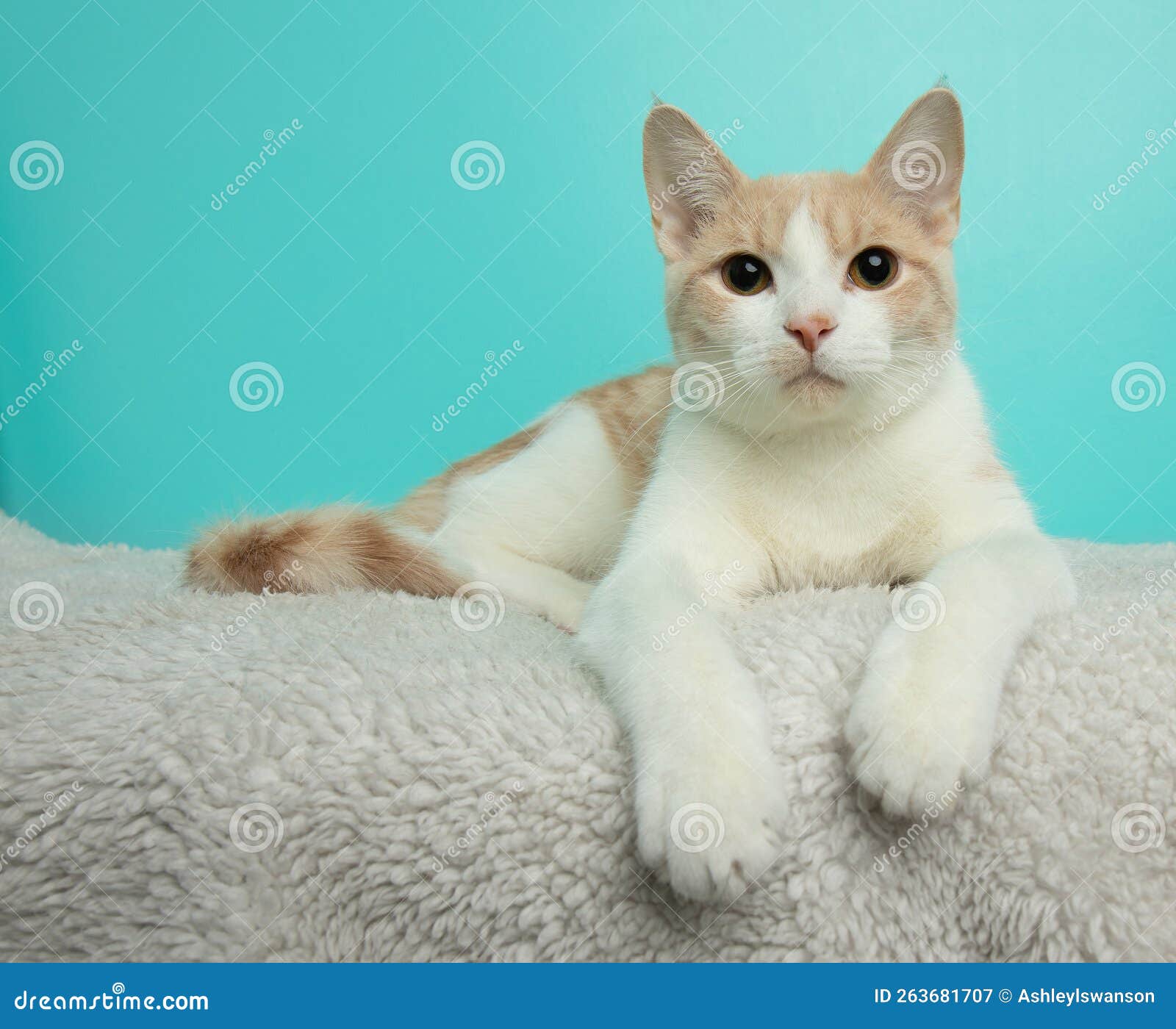 White and Orange Tabby Kitten Cat Lying Down Portrait Stock Image