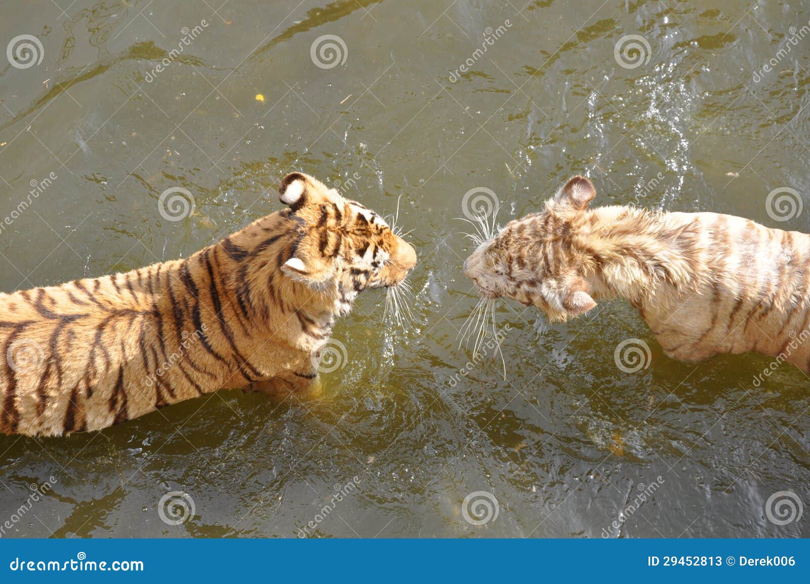 White and orange tigers stock image. Image of animal 29452813