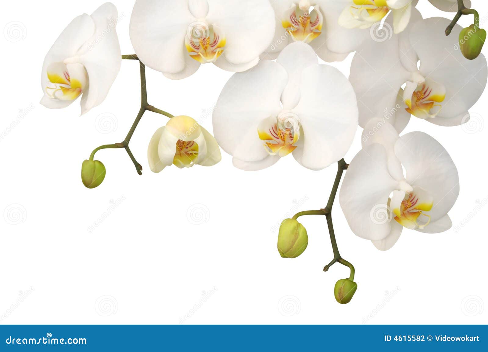 white orchid