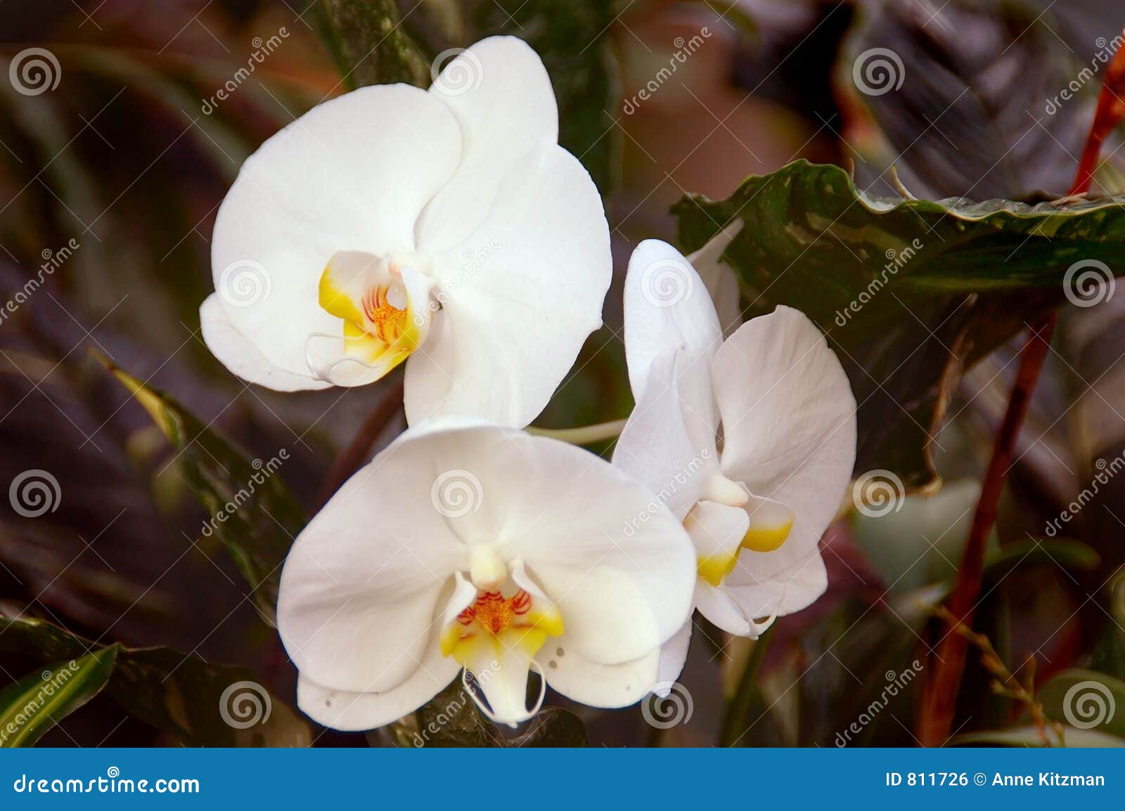 white orchid