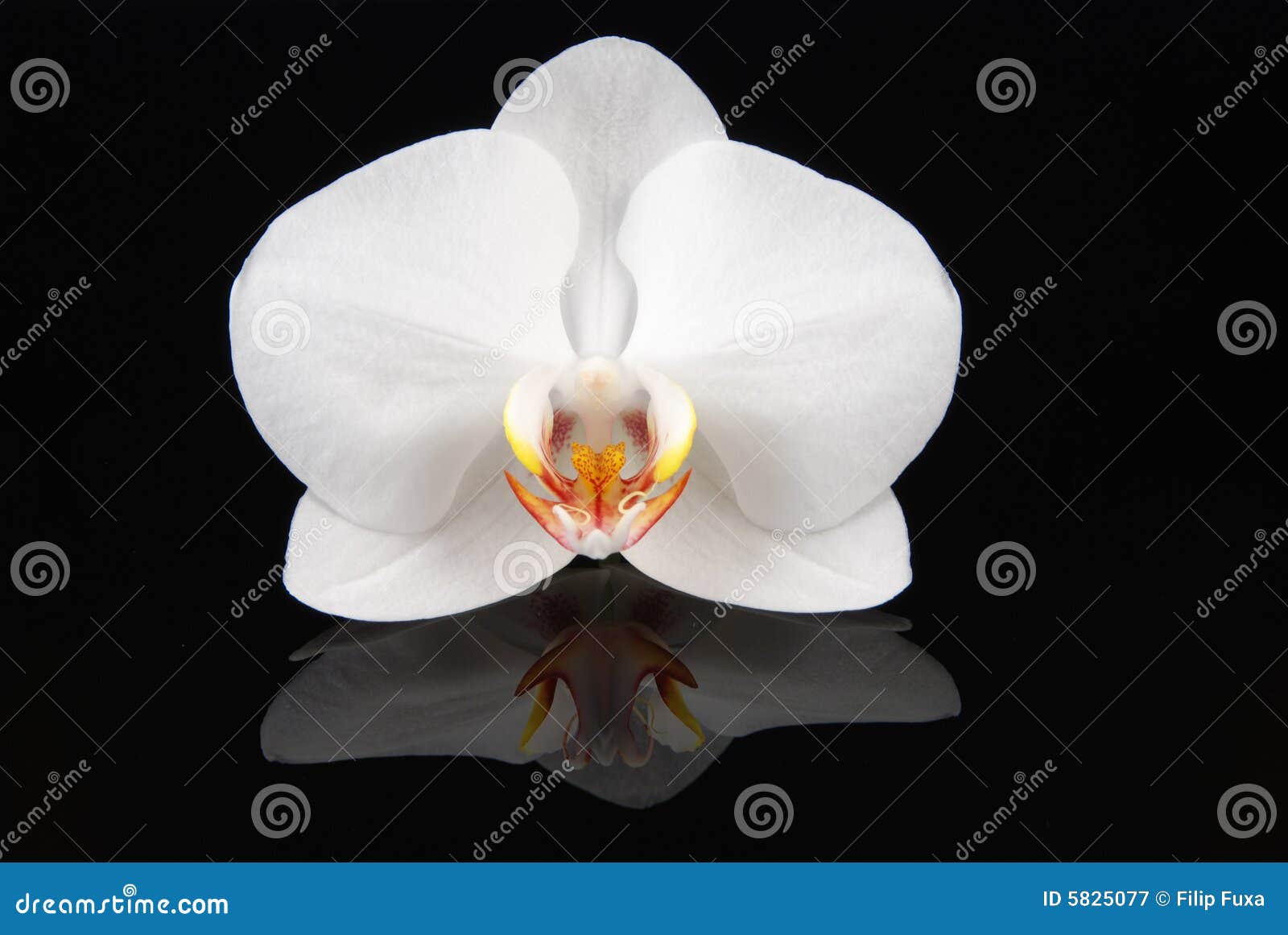 White orchid on black stock image. Image of bright, macro 5825077