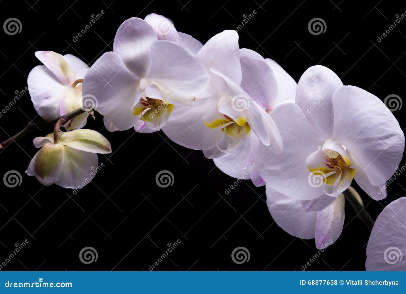 White Orchid on a Black Background Stock Photo Image of background