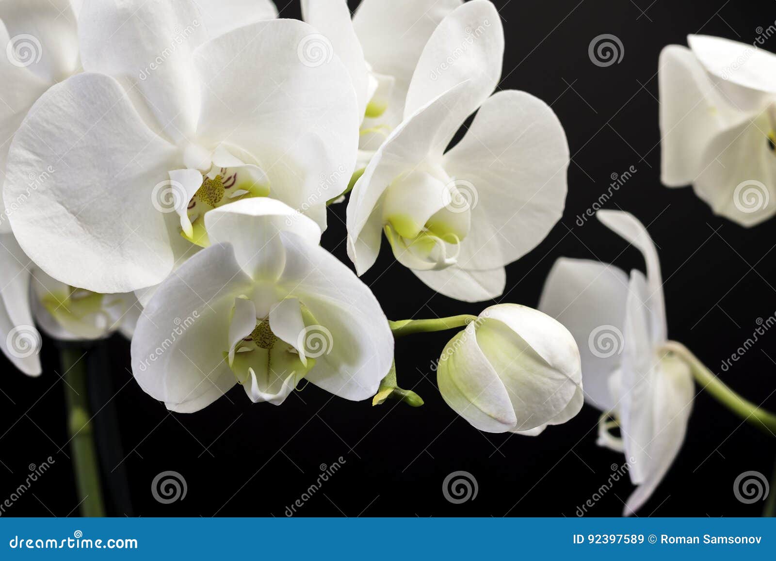 White Orchid on a Black Background Stock Illustration Illustration of