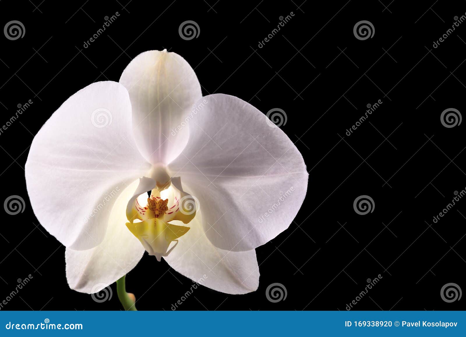 White Orchid on Black Background Stock Photo Image of background