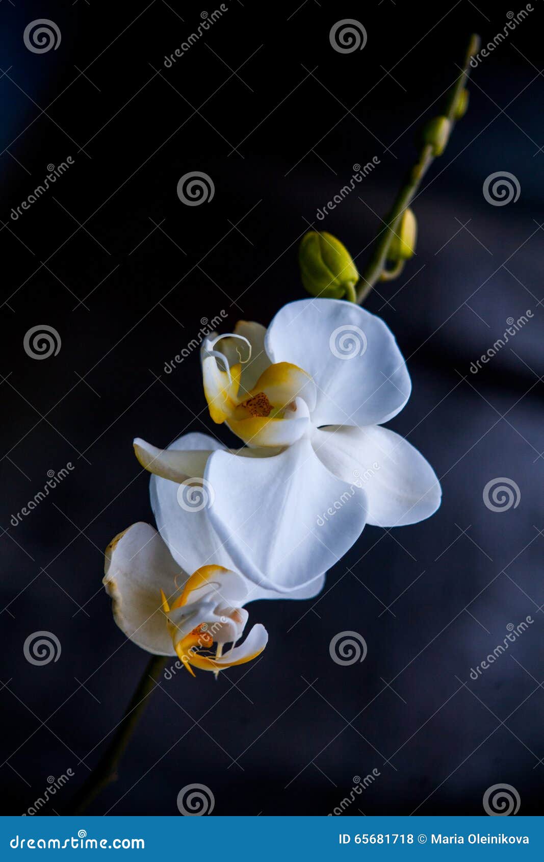 White Orchid on a Black Background Stock Photo Image of floral
