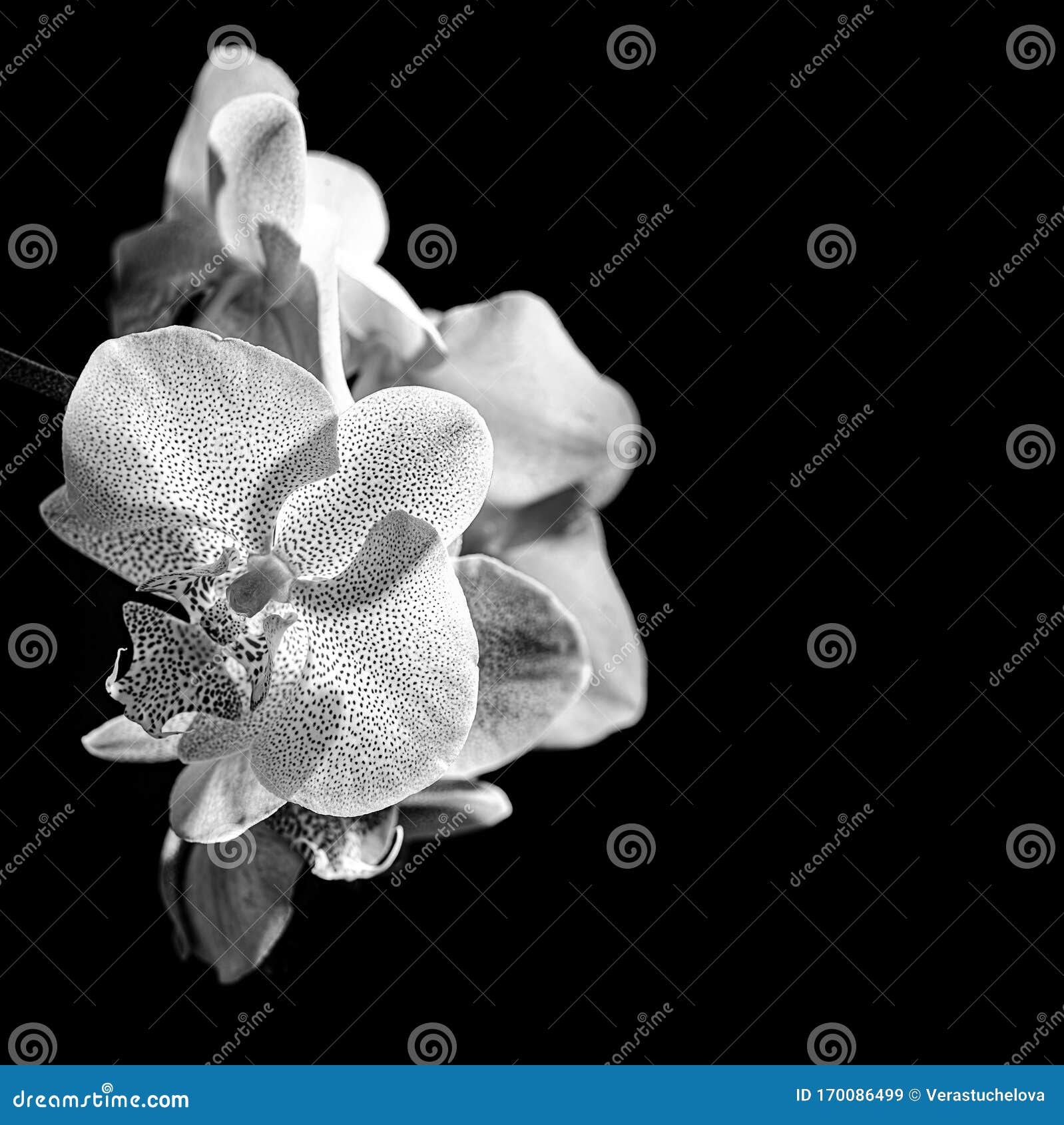White Orchid on Black Background Stock Image Image of isolated