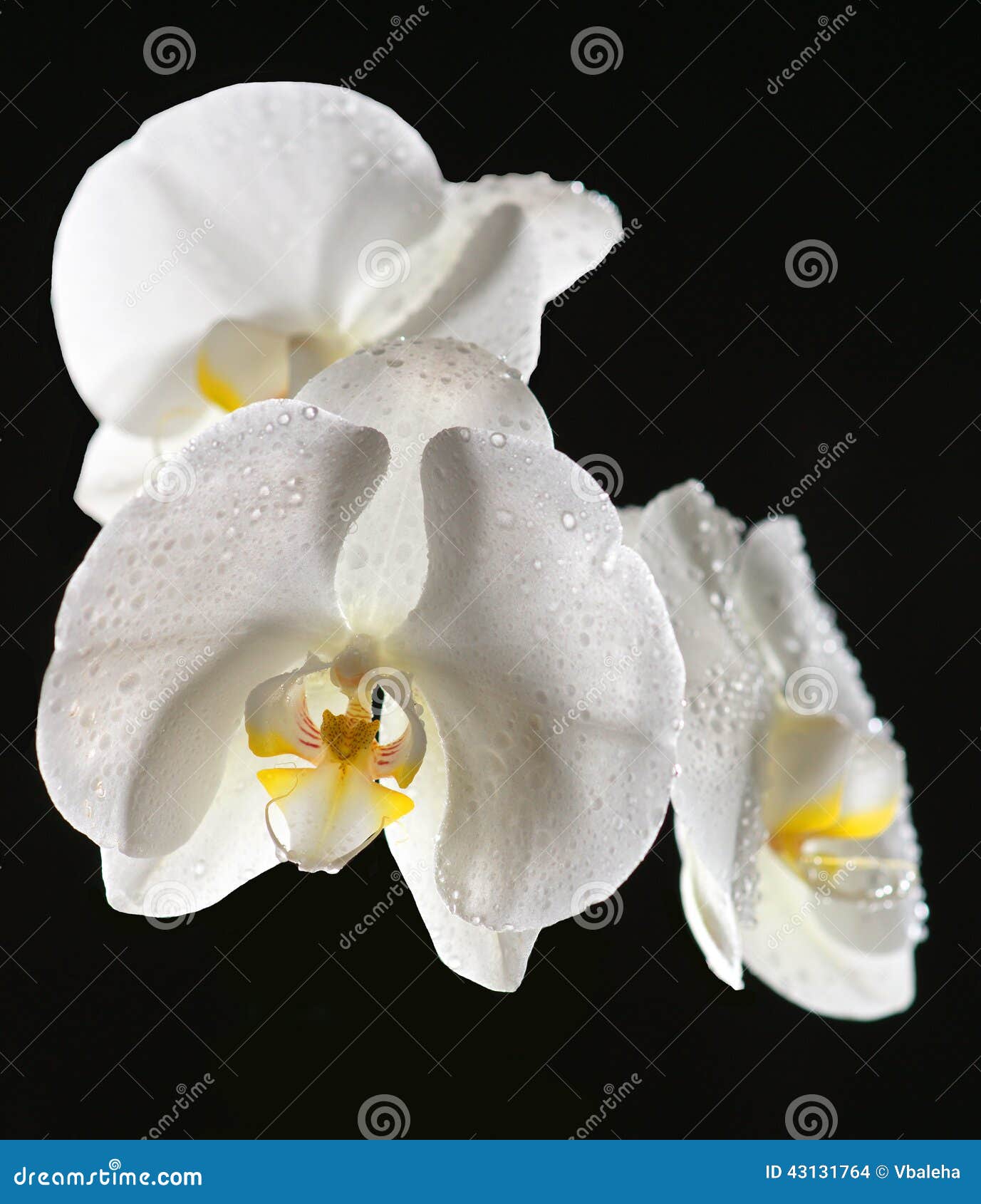 White Orchid on Black Background Stock Photo Image of elegant