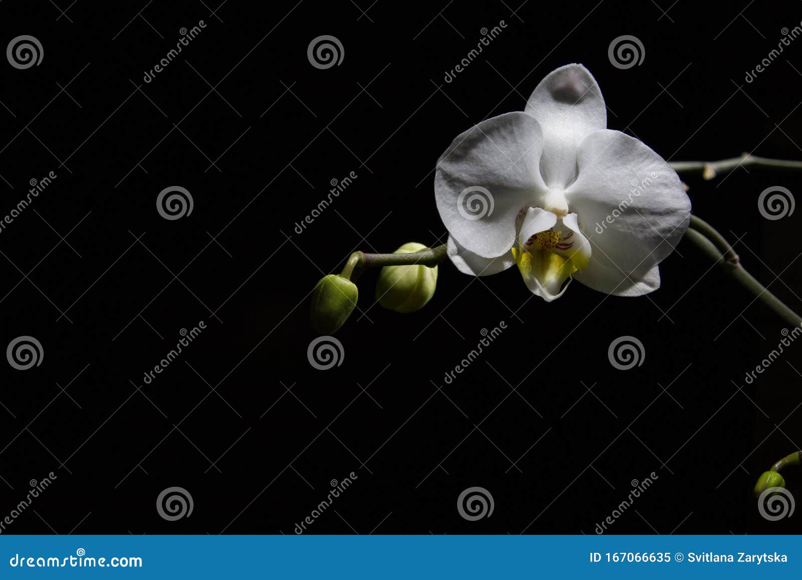 White Orchid on a Black Background Stock Image Image of blossom