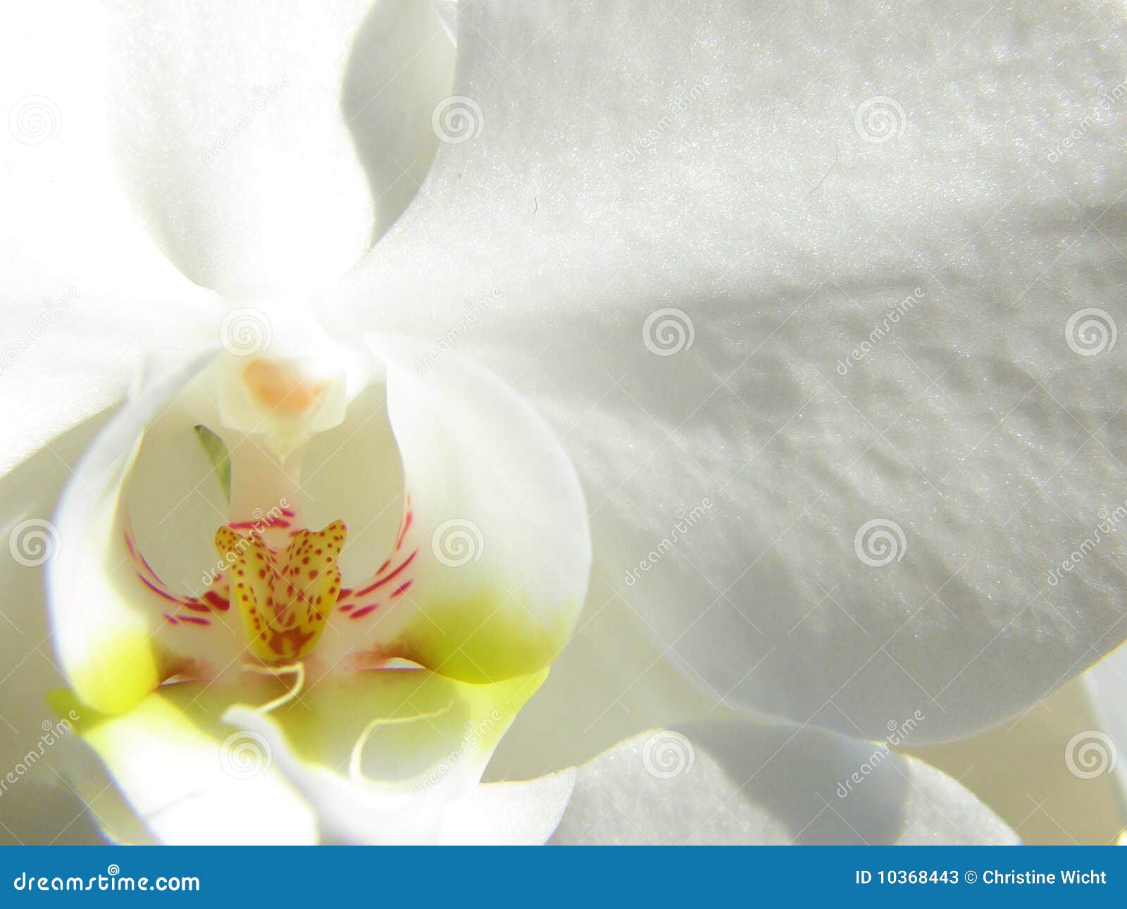 white orchid close up