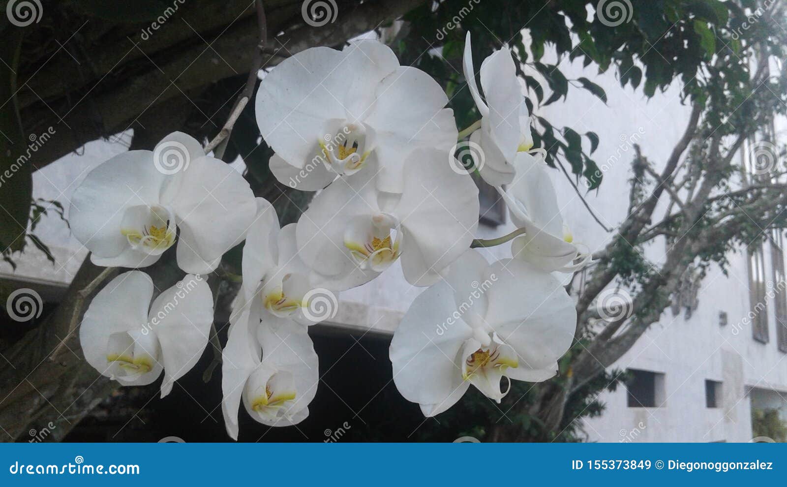 white orchids flower plants nature garden landscape