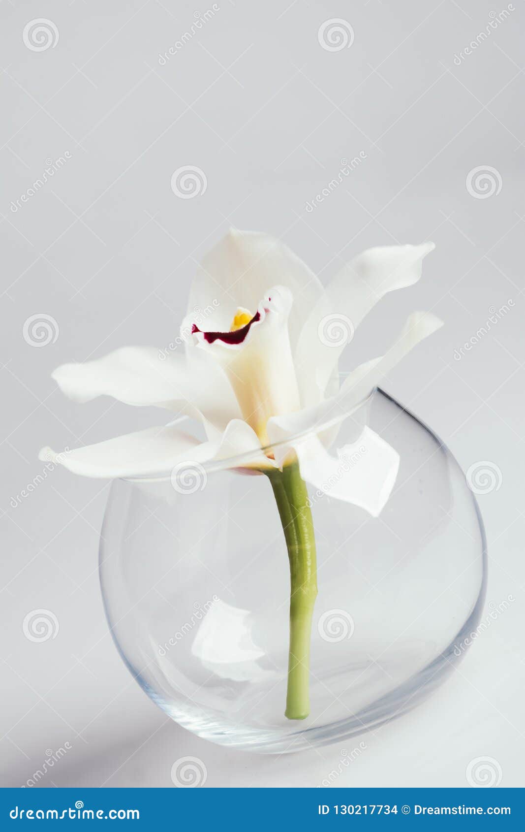 White Orchid Flower in a Transparent Vase Stock Photo - Image of orchid ...