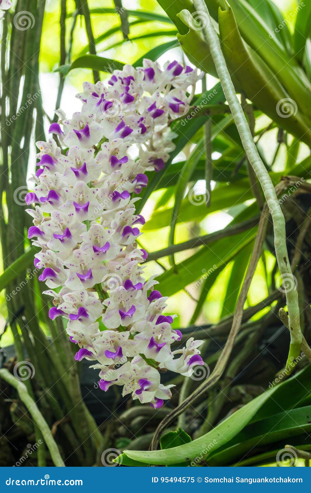 white orchid flowers