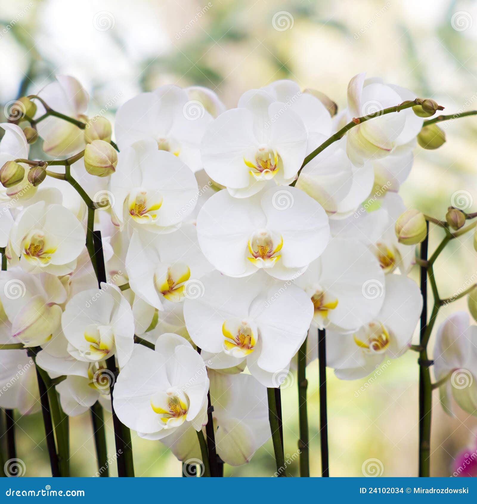 White Orchid Flowers Phalaenopsis Stock Photo Image of botany, close 24102034