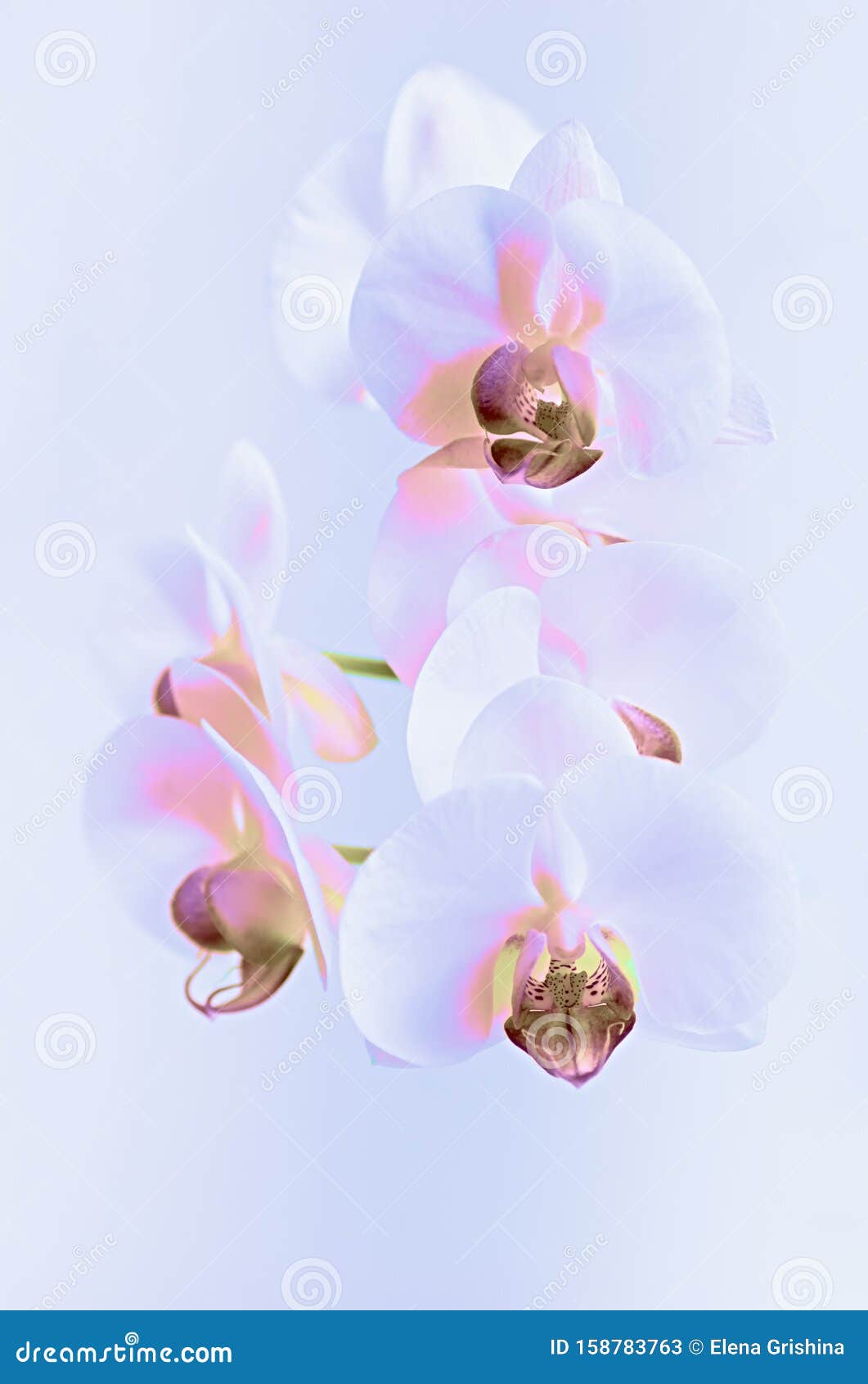 White Orchid in a Neon Light. Close-up Stock Image - Image of valentine,  design: 158783763