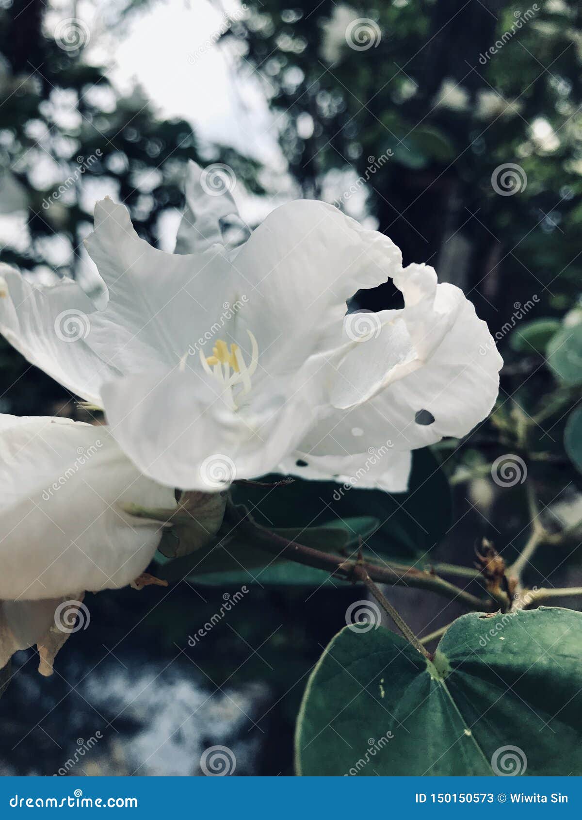 White orchid tree stock image. Image of tree, white 150150573