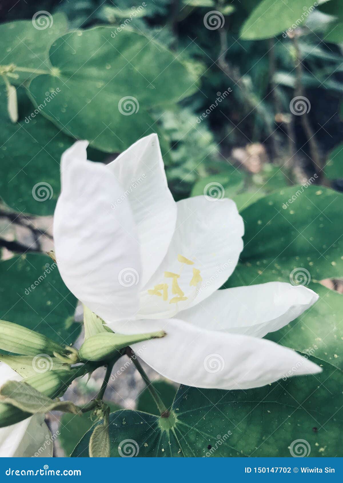 White orchid tree stock photo. Image of tree, green 150147702