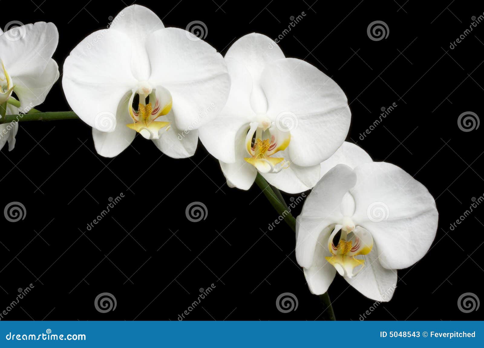 White Orchids on Black stock image. Image of elegance 5048543