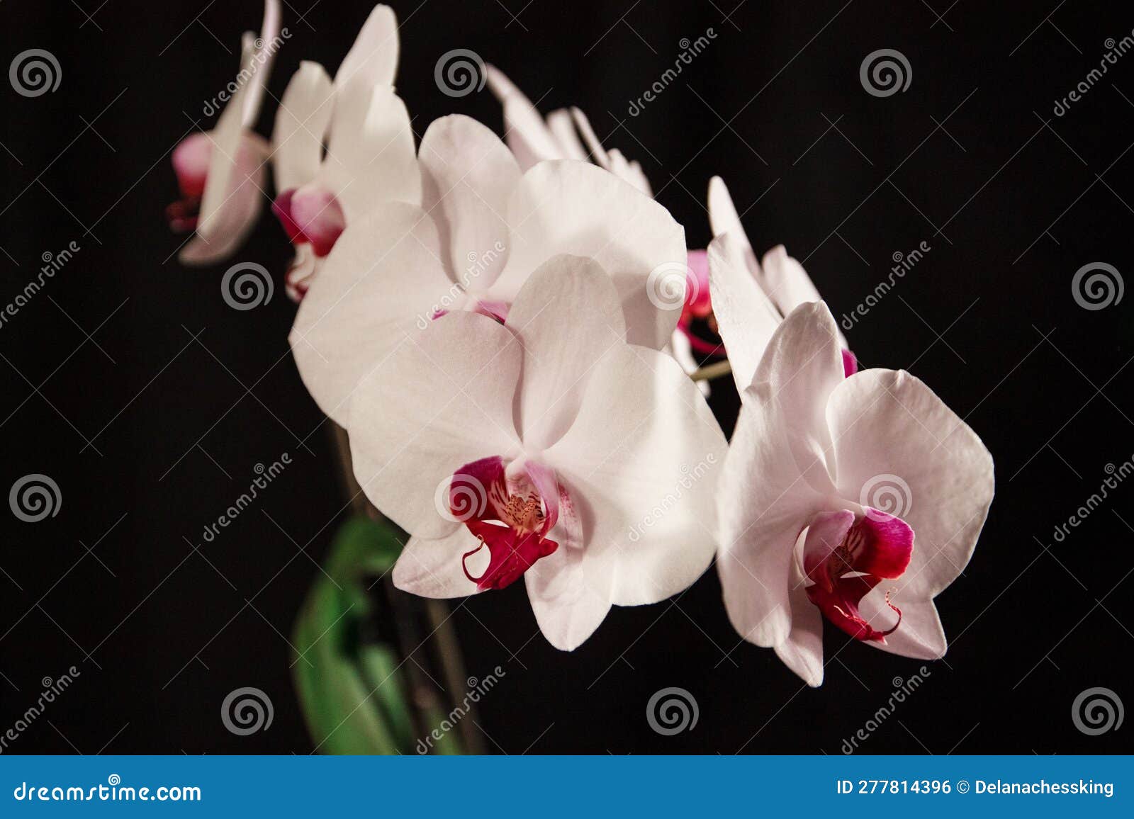 White Orchids Against Black Background Stock Photo Image of orchids