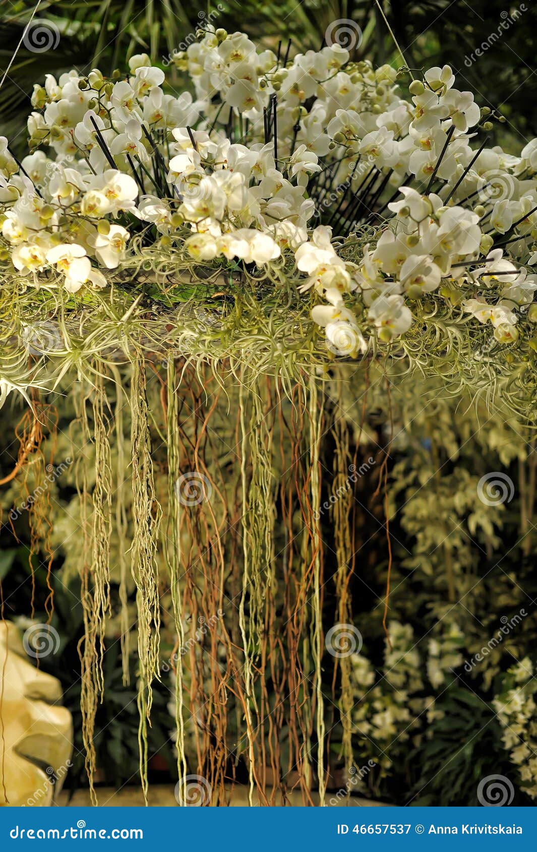 White Orchids with Dangling Roots Stock Image Image of beauty, orchid