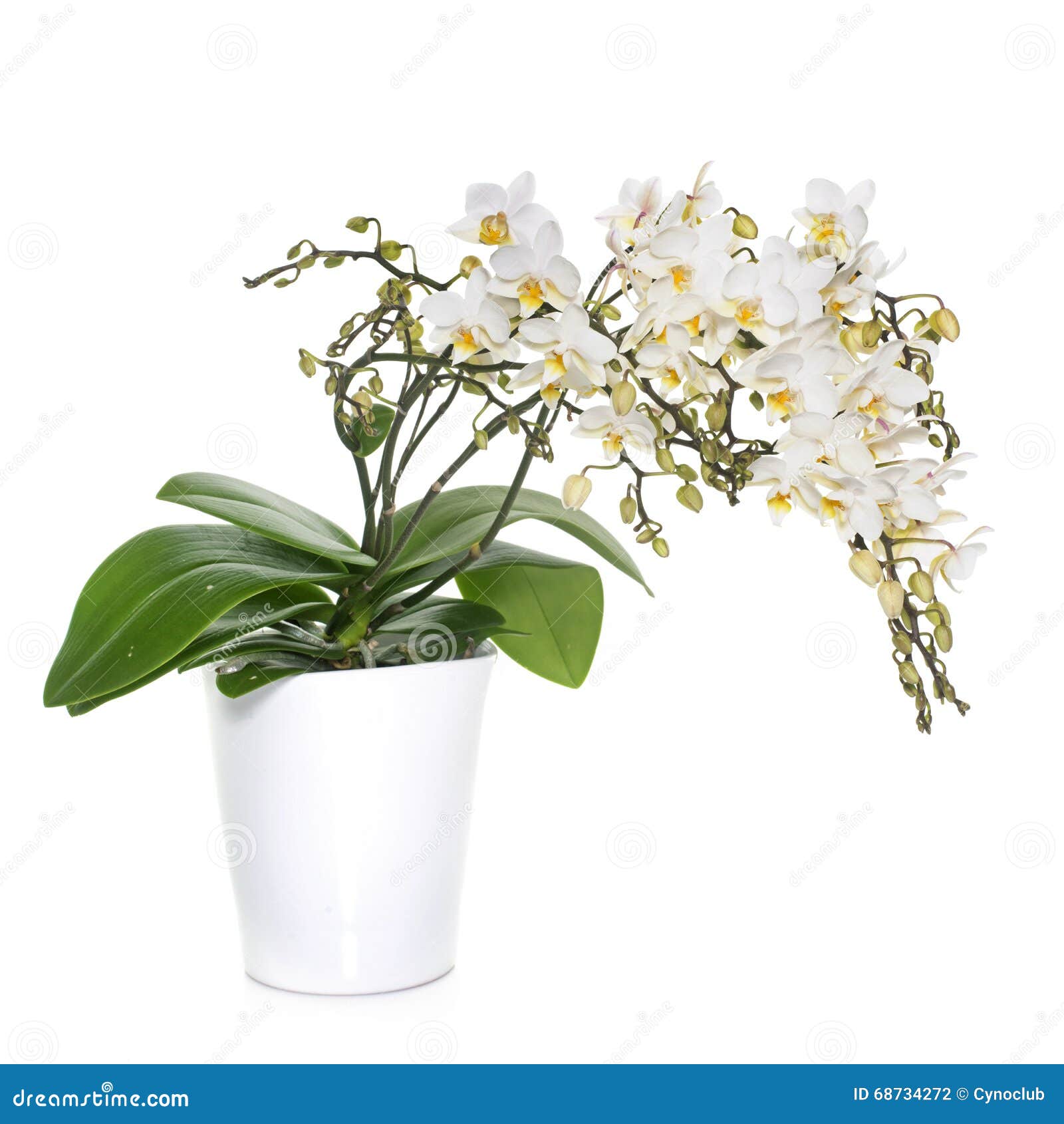 White orchids in pot stock photo. Image of flower, orchidae 68734272