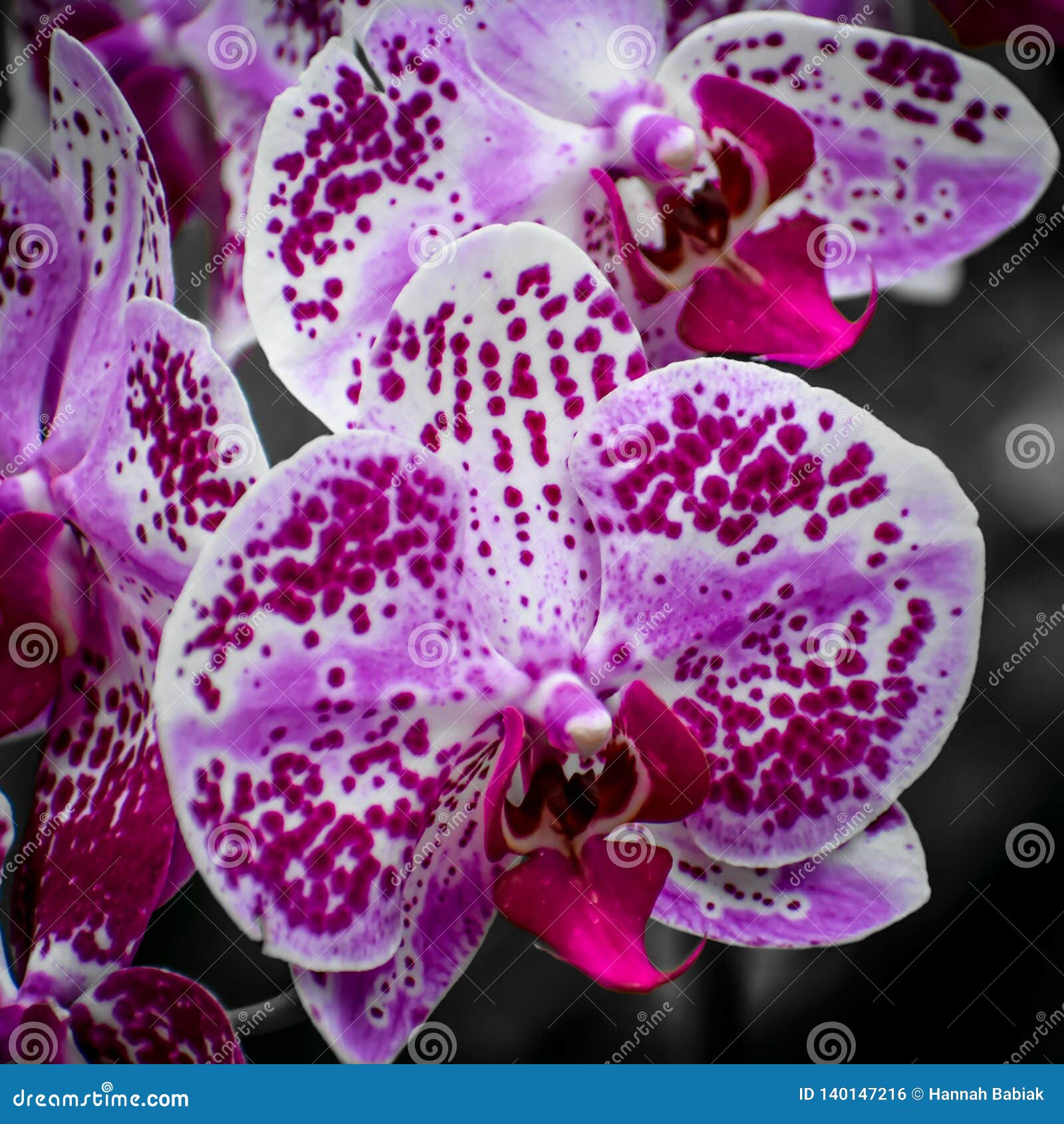 White Orchid With Purple Spots White Orchids With Ultra Violet Spots Stock Photo - Image of bloom, flowers: 140147216