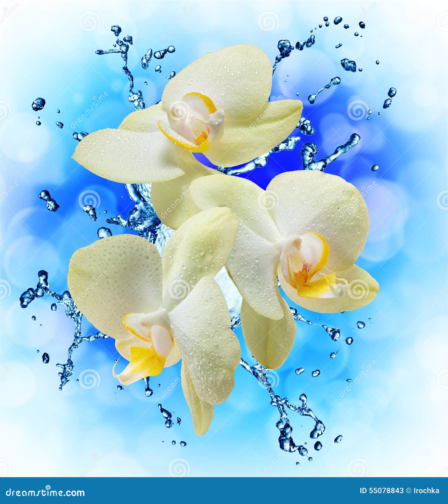 White Orchids on the Water Splash Stock Image - Image of floral, botany ...