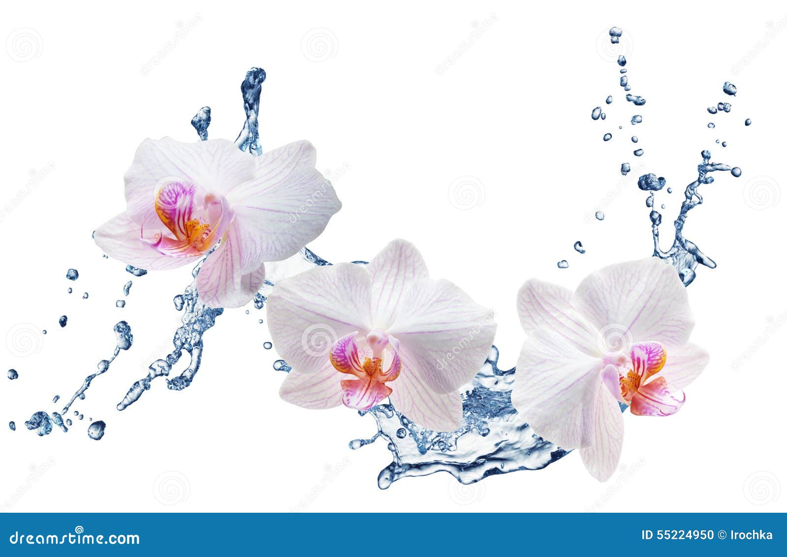 White Orchids on the Water Splash Stock Photo - Image of beauty, nature ...