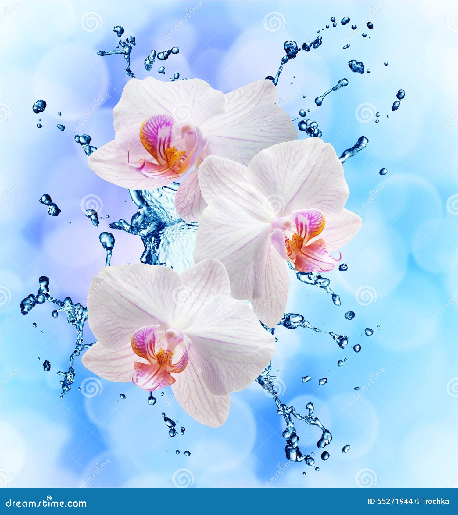 White Orchids on the Water Splash Stock Photo - Image of bloom ...