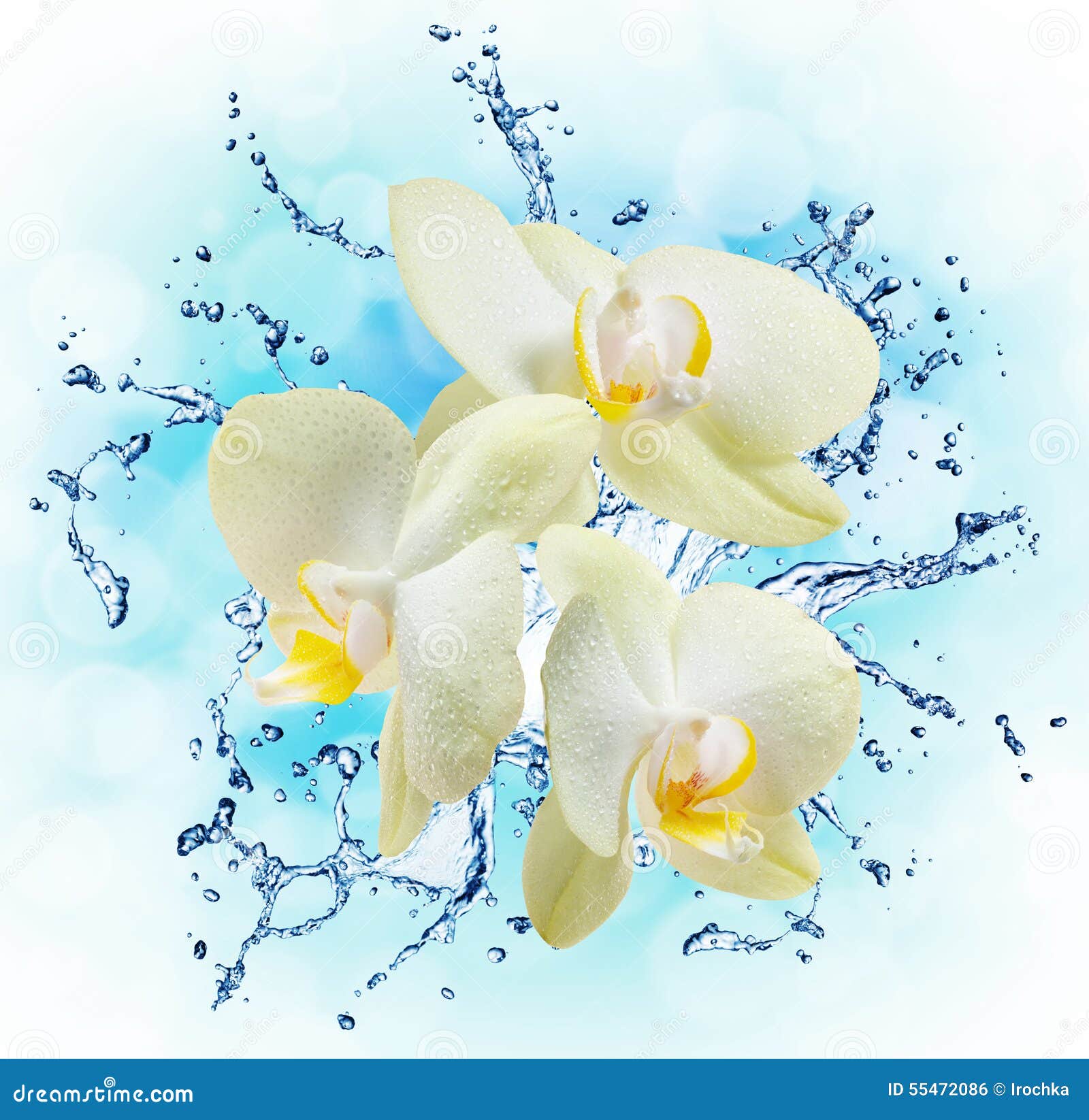 White Orchids on the Water Splash Stock Photo - Image of orchid, flora ...