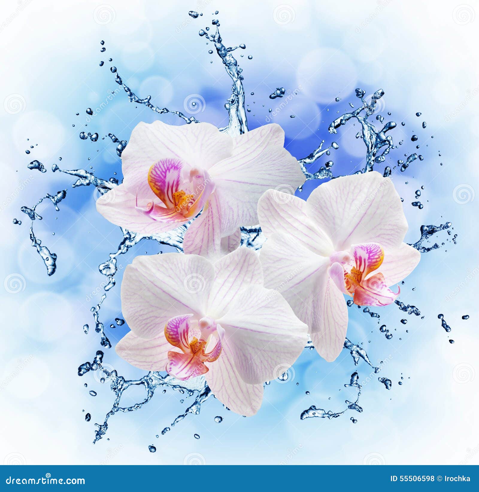 White Orchids on the Water Splash Stock Photo - Image of splash ...