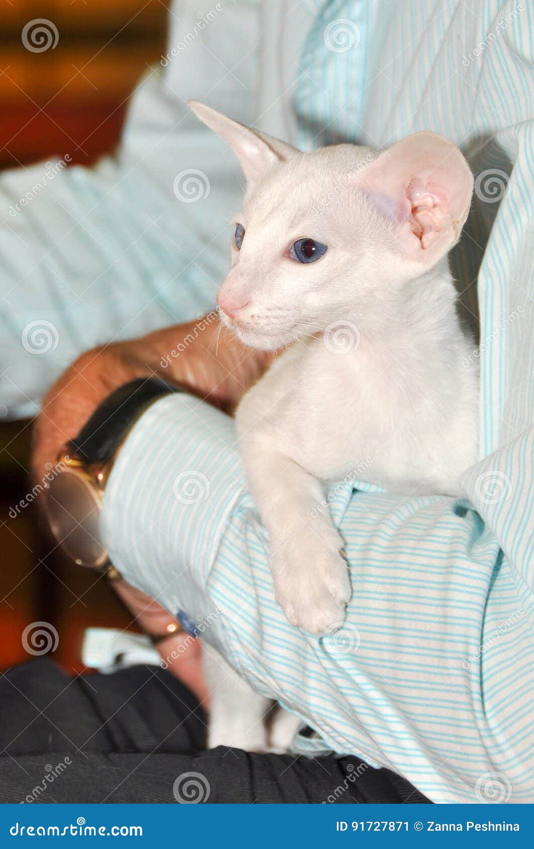 White Oriental Shorthair Cat Stock Image Image Of Feline Mammal