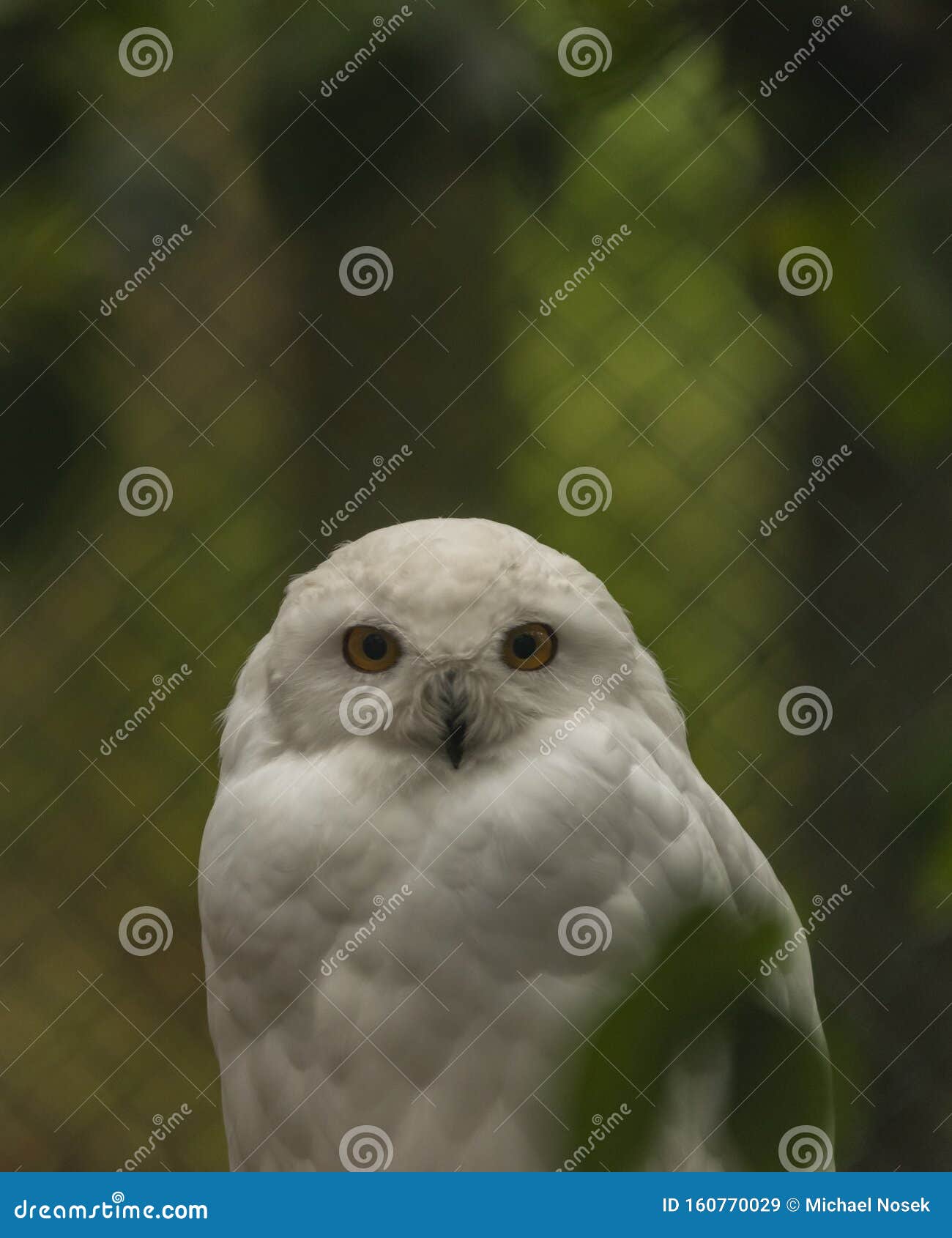 white owl with yellow eyes in autumn cloudy day in germany