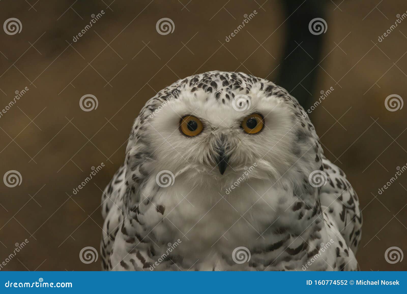 white owl with yellow eyes in autumn cloudy day in germany