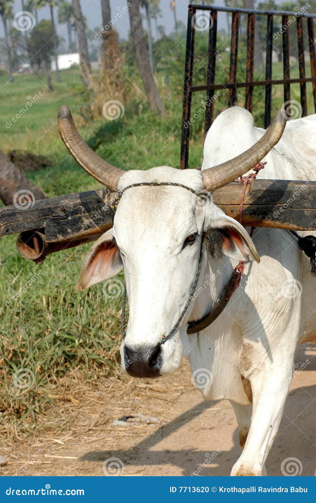 white ox pulling cart