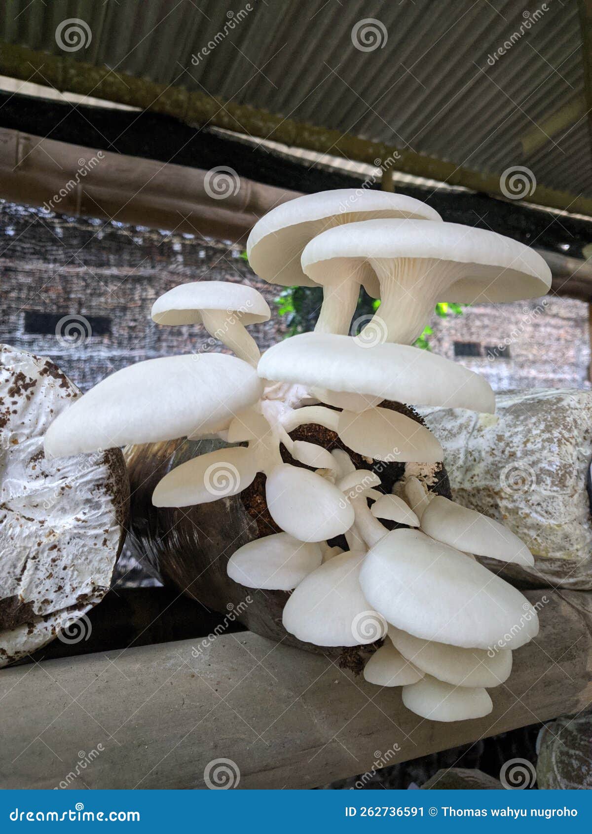 White oyster mushroom stock image. Image of mushroom 262736591