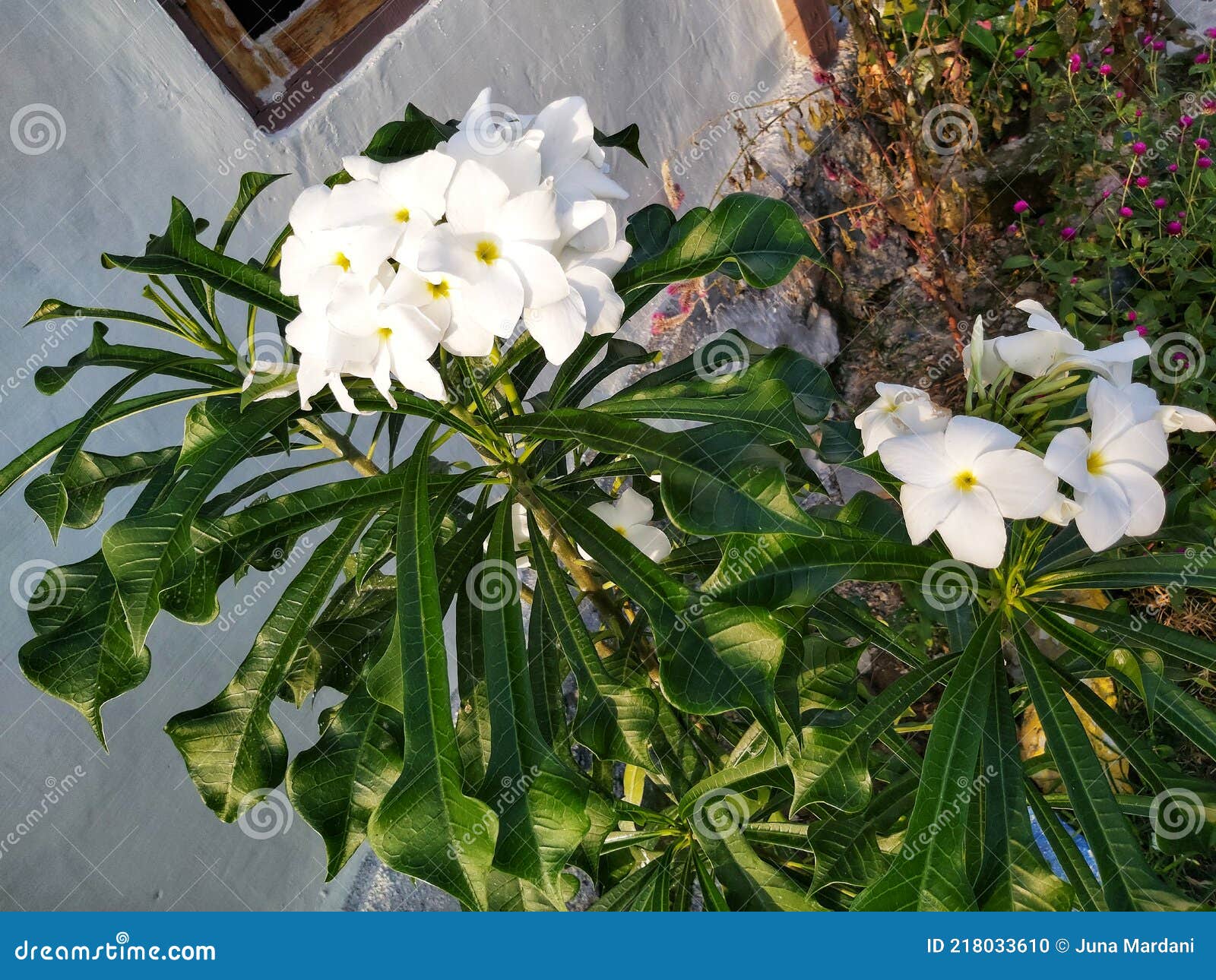 Plumeria Pudica or Bridal Boquet in Pota, Flores, NTT, Indonesia Stock  Photo - Image of plumeria, pota: 218033610