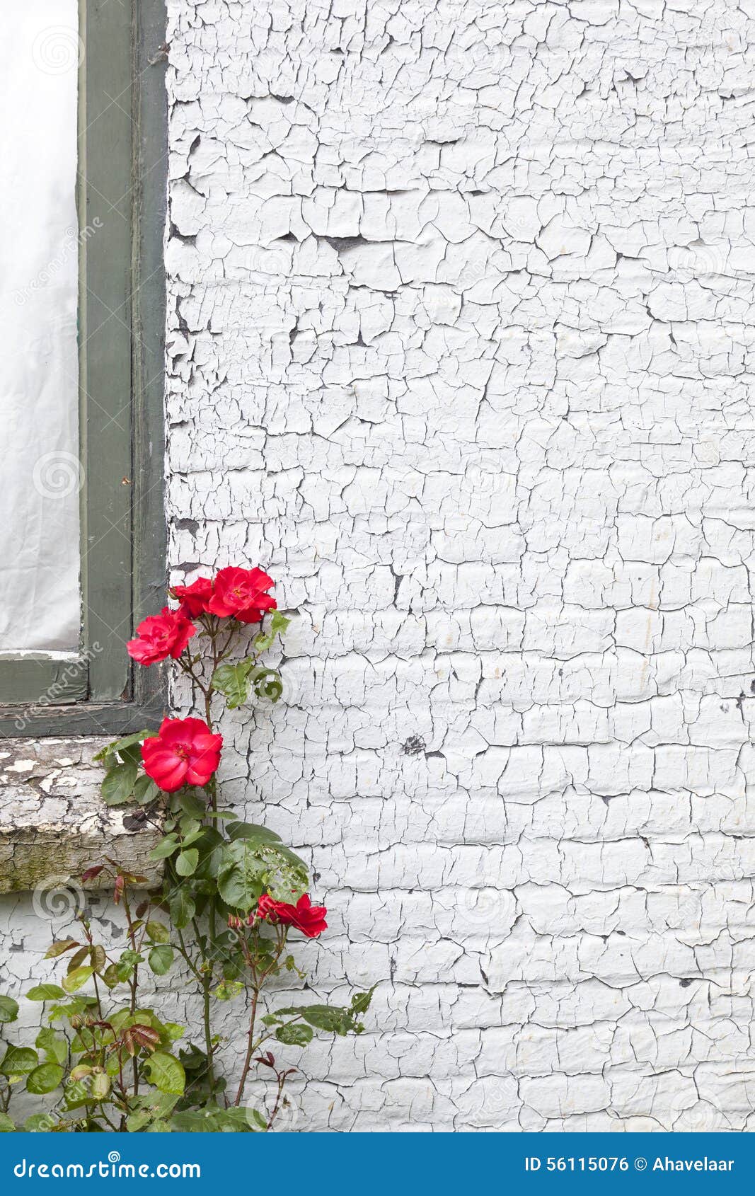 White Painted Brick Wall and Red Roses Stock Photo Image of beauty