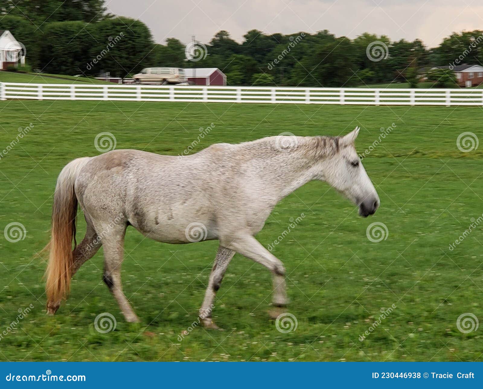 Painted Horse RoyaltyFree Stock Photo 745827