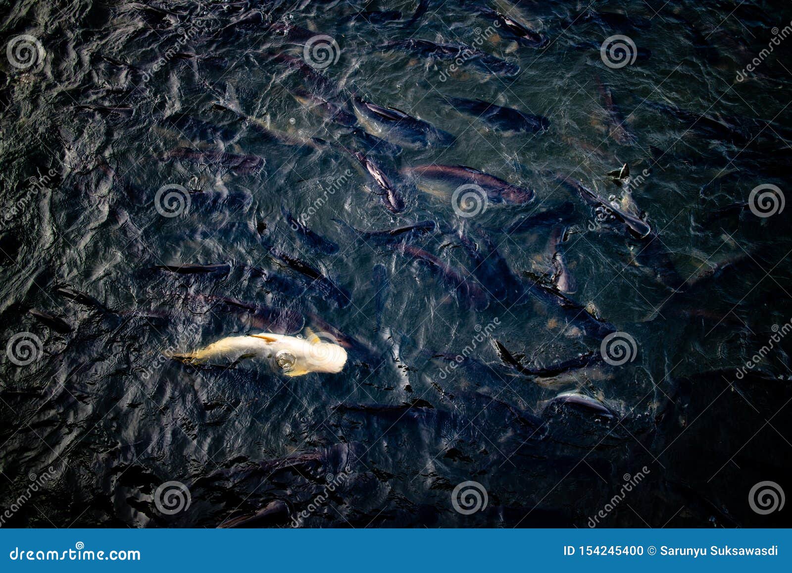 White Pangasius Fish among Normal Fish in the Fresh River Stock Photo ...