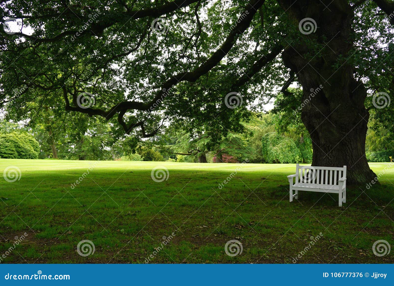 white park bench in the shade of a large tree