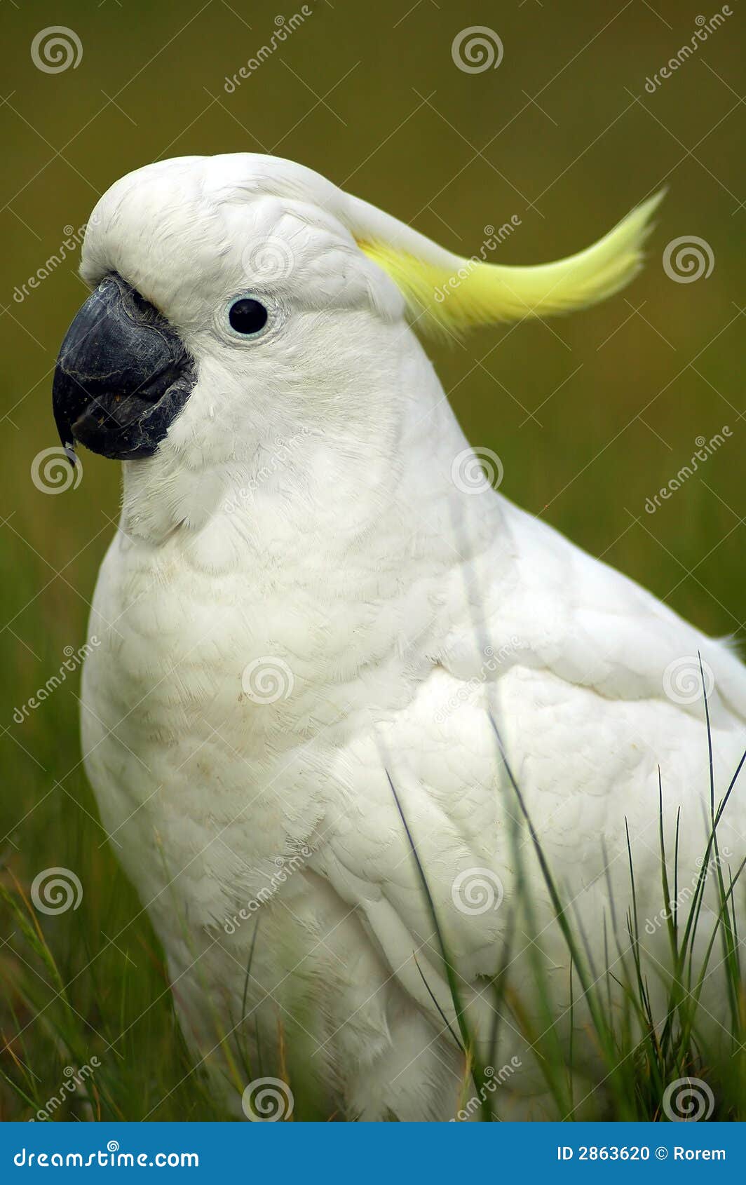 White Parrot Stock Photo - Image: 2863620