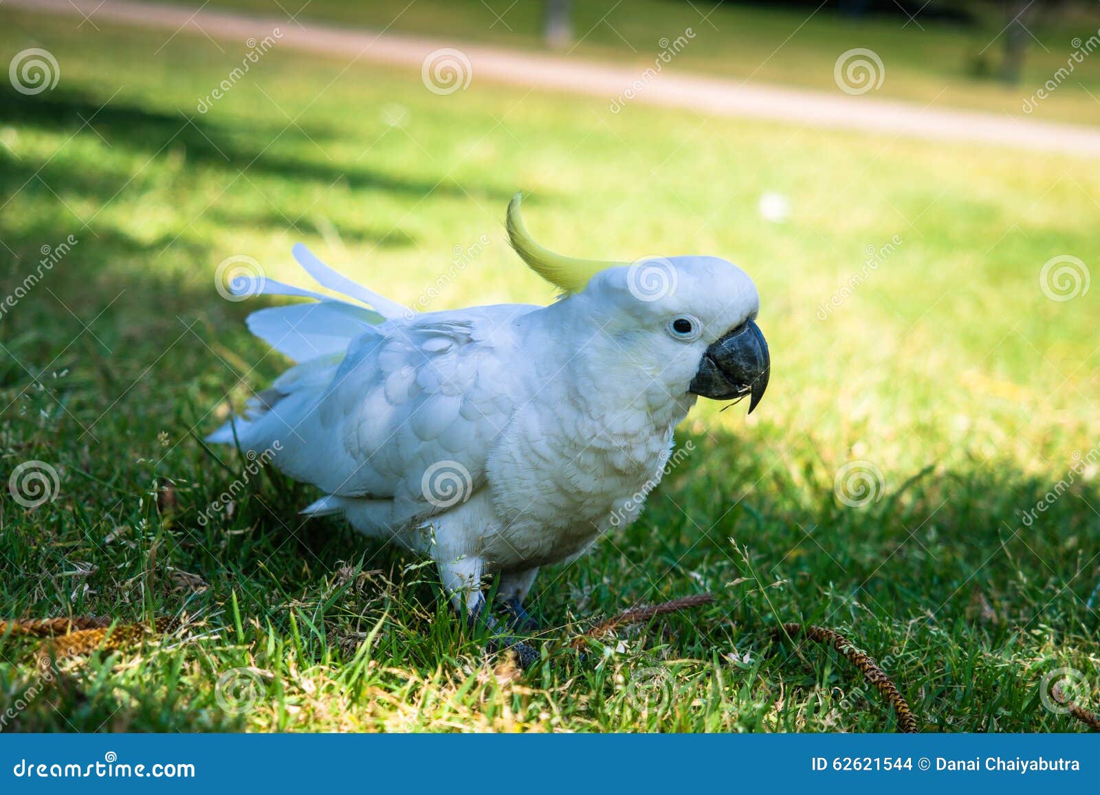 White parrot stock photo. Image of slender, australian 62621544