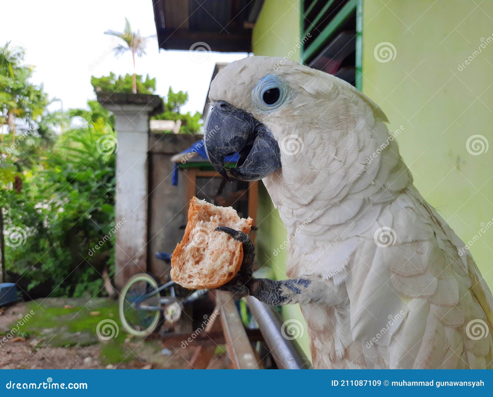 White Parrots are Eating Bread Stock Image Image of chicken, yellow 211087109