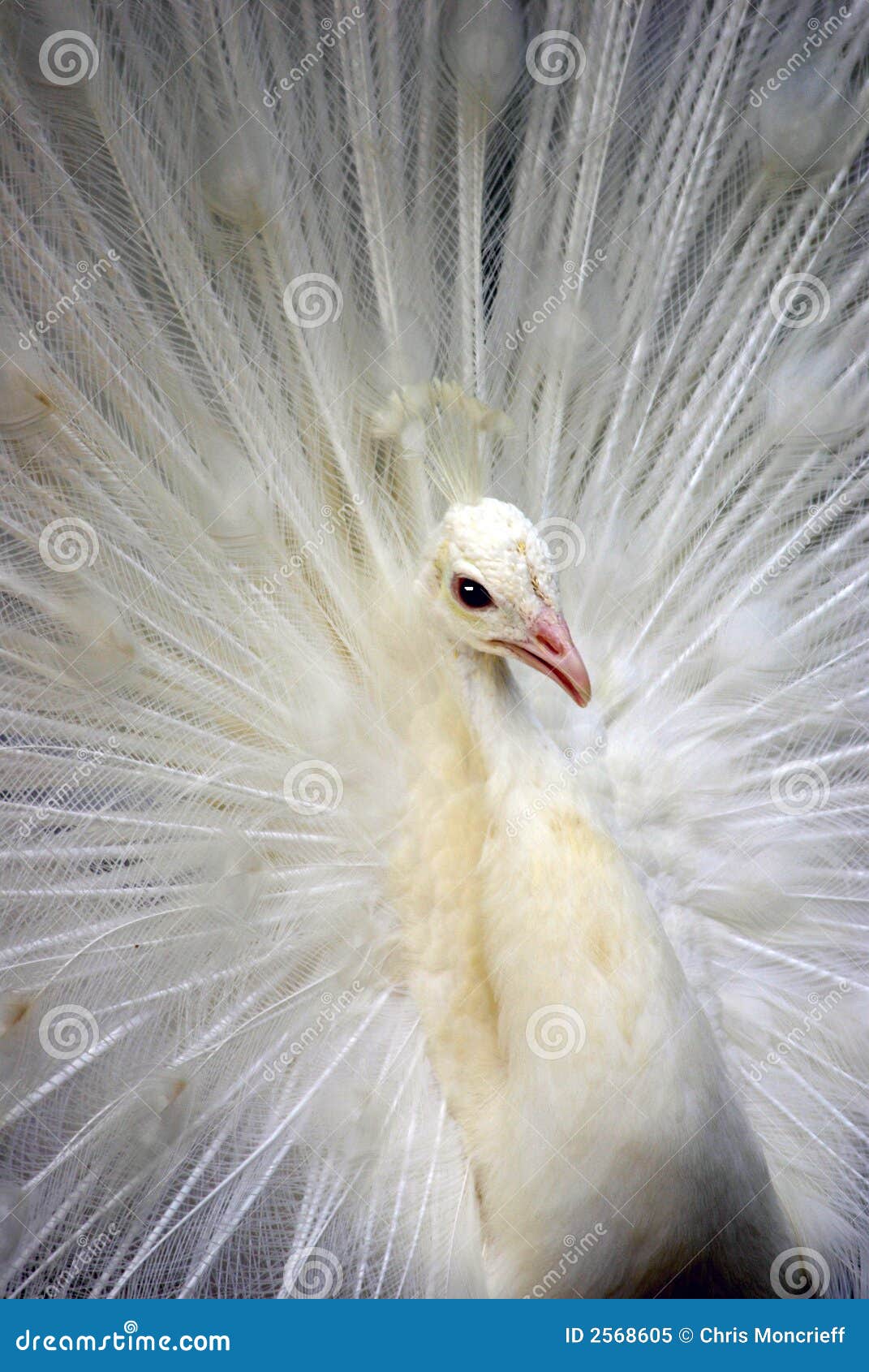 White Peacock 1 stock image. Image of feather, peahen 2568605