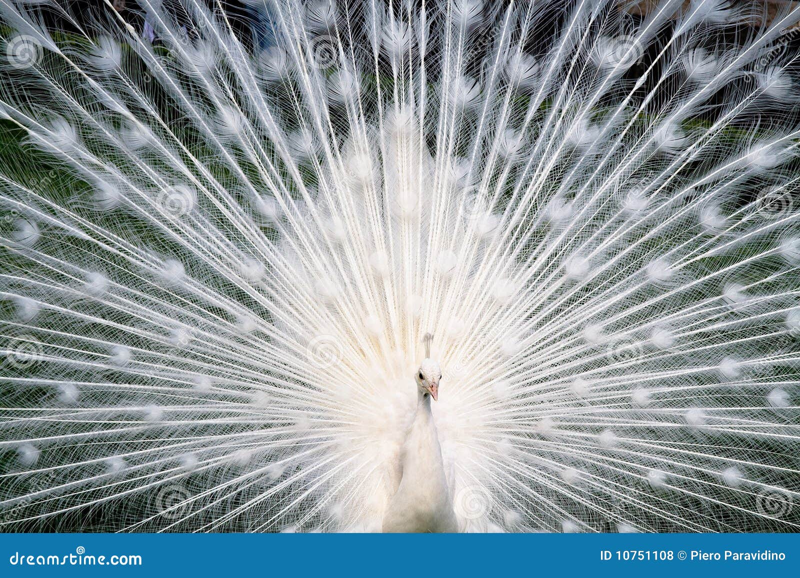 White peacock stock photo. Image of wonder, peacock, albino - 10751108