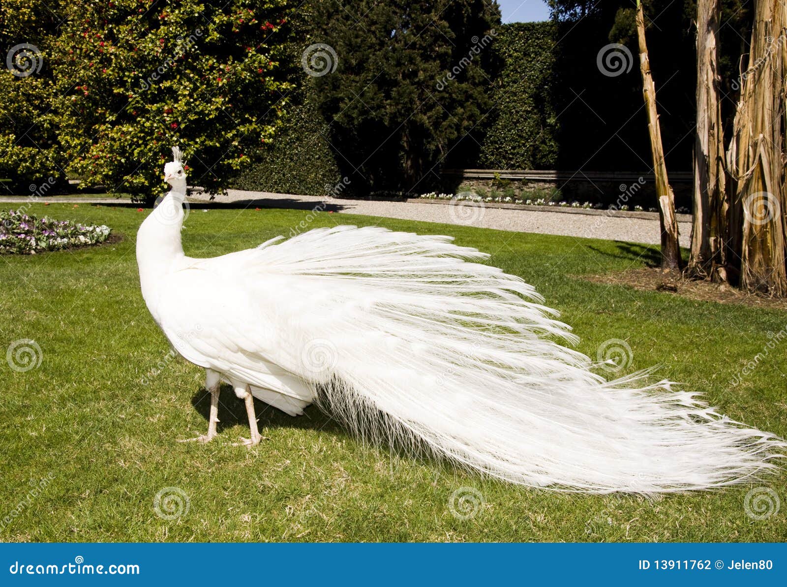 White peacock stock photo. Image of garden, fetahers - 13911762