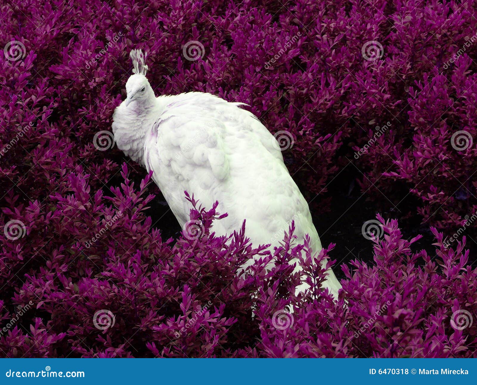 22,398 White Peacock Stock Photos - Free & Royalty-Free Stock Photos from  Dreamstime
