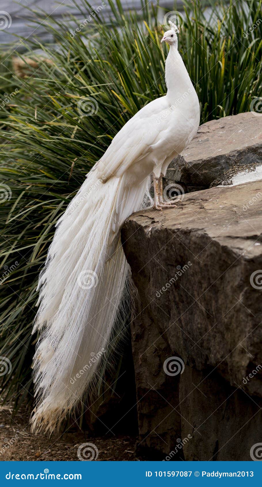 A Beautiful White Peacock with Its Tail Draping Down from the ...