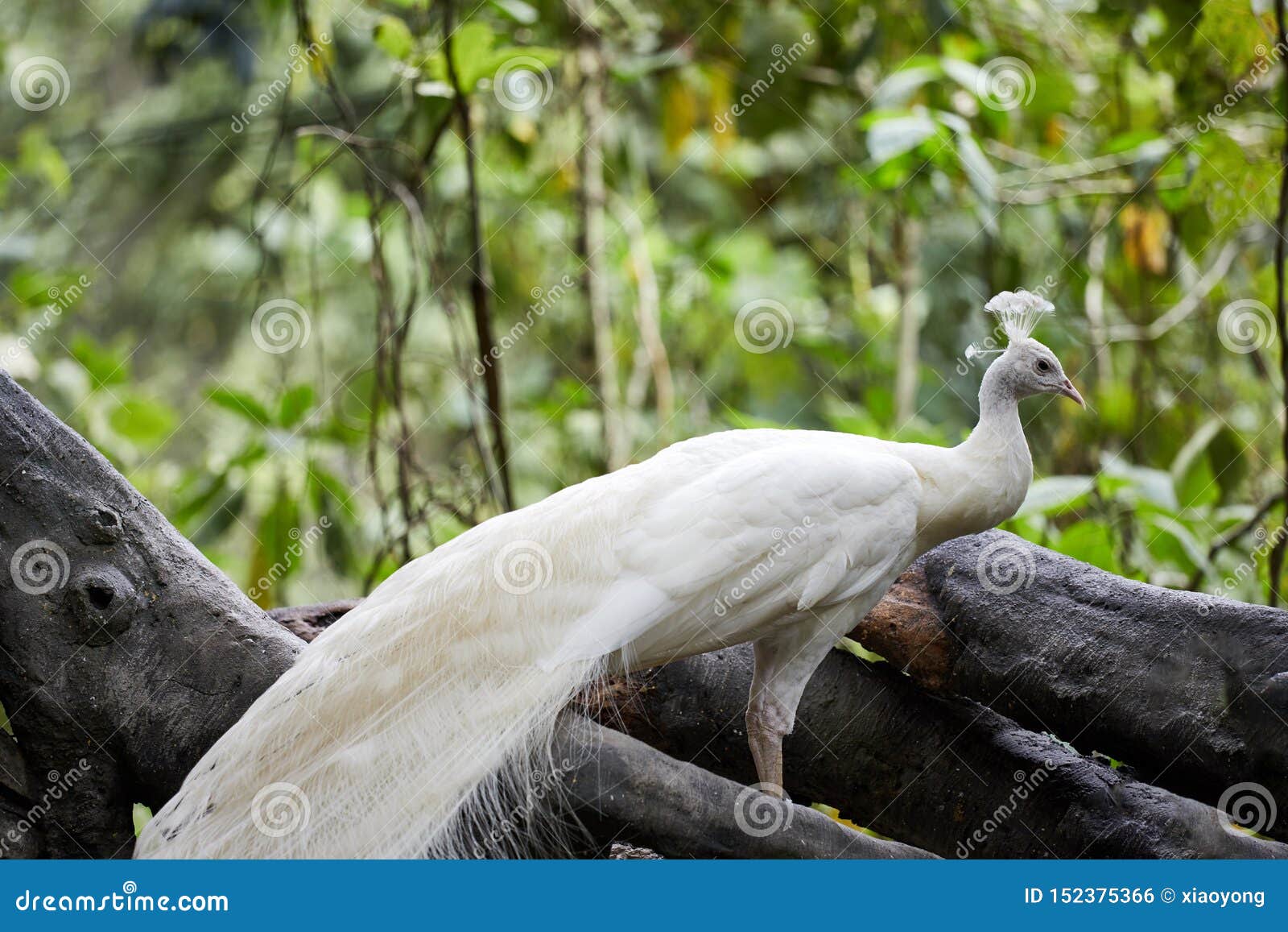 White peacock stock photo. Image of wild, life, bird - 152375366